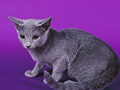 Skye, Russian Blue-Blue